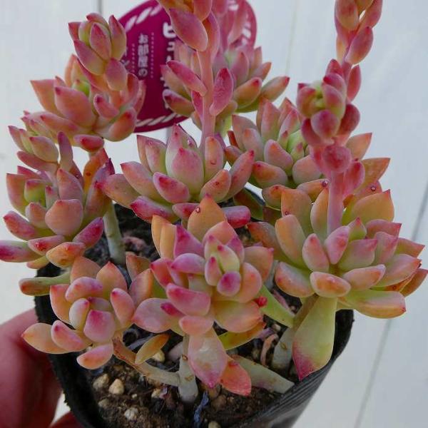 ストレリチア レギネ 7号鉢 2株植え 極楽鳥花 観葉植物 07 お花処 昌山園 通販 Yahoo ショッピング