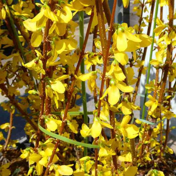 レンギョウ 苗 5.5号 落葉低木 春に咲く黄色の花 260324 : お花処 昌