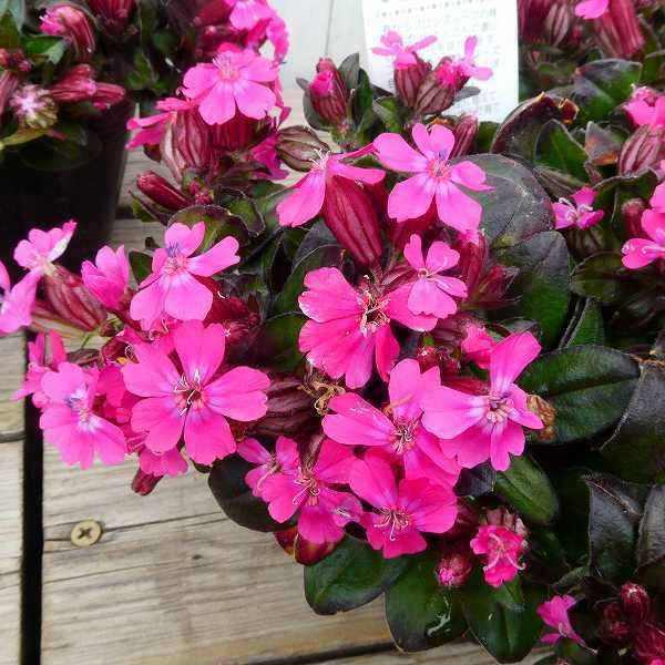 花苗 シレネ セリーナ ピンク花 3号 ナデシコ科 春に咲く花 0416 Br お花処 昌山園 通販 Yahoo ショッピング