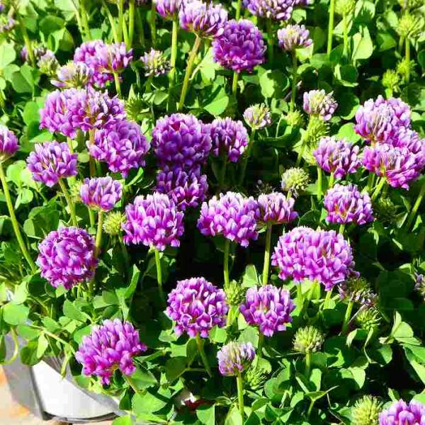 ピンククローバー　ホワイトクローバー苗 クローバー 苗 カトレアクローバー ピンク花 3号 花苗 春の花苗 260421