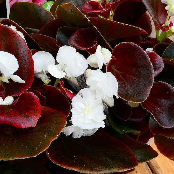 ベゴニア 苗 八重咲き銅葉 ホワイト ダブレット 3.5号 250422 : お花処