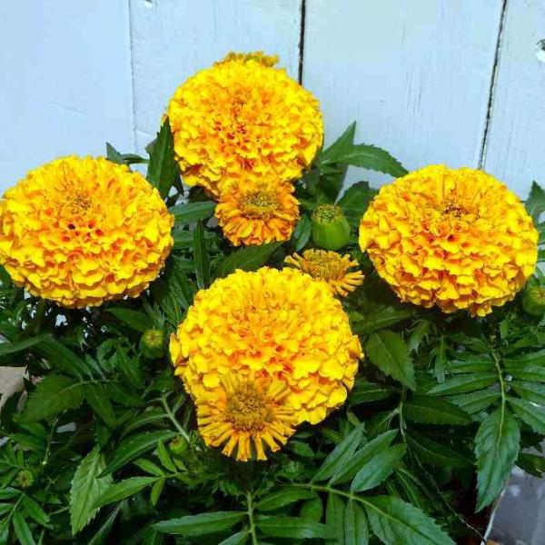 マリーゴールド アフリカン種 イエロー 3 5号 花苗 黄花 ガーデニング 花壇苗 夏花壇に 黄 2726 お花処 昌山園 通販 Yahoo ショッピング