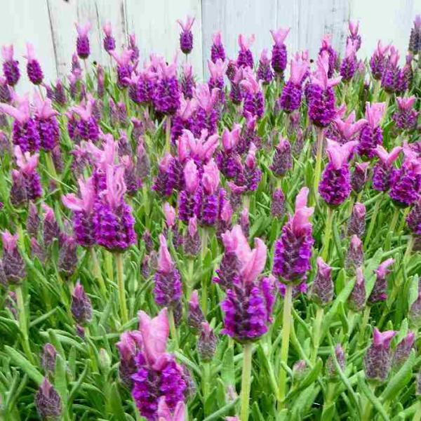 ラベンダー 苗 フレンチラベンダー シュガーベリーラッフルズ 花苗