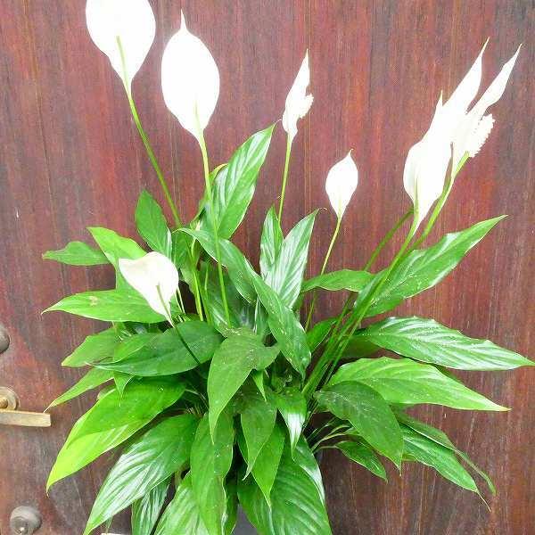 スパティフィラム 6号鉢 メリー 夏の花 白花 涼しげ 観葉植物 日陰のお庭にも 2614 お花処 昌山園 通販 Yahoo ショッピング