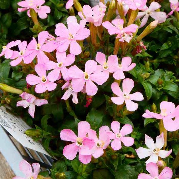 シレネ ピンクパンサー ピンク花 3 5号 ナデシコ 春に咲く花 0217 お花処 昌山園 通販 Yahoo ショッピング