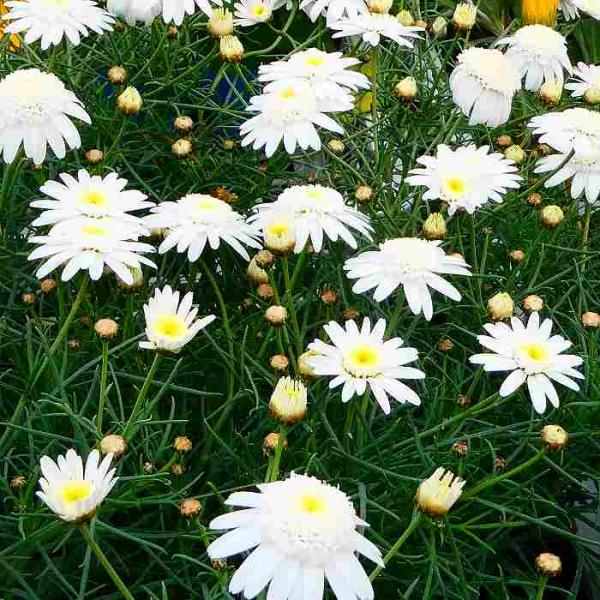 花苗 マーガレット チェルシーガール 3 5号 一重 糸葉 苗 白花 ガーデニング 0525 お花処 昌山園 通販 Yahoo ショッピング