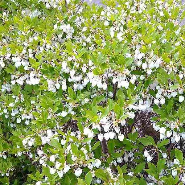 ドウダンツツジ 苗木 白花 樹高60cm 7号 垣根 庭木 紅葉 2405 お花処 昌山園 通販 Yahoo ショッピング