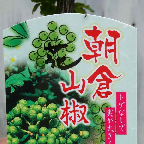 山椒 苗 朝倉山椒 1ポット 苗木 実なり トゲ無し ハーブ サンショウ