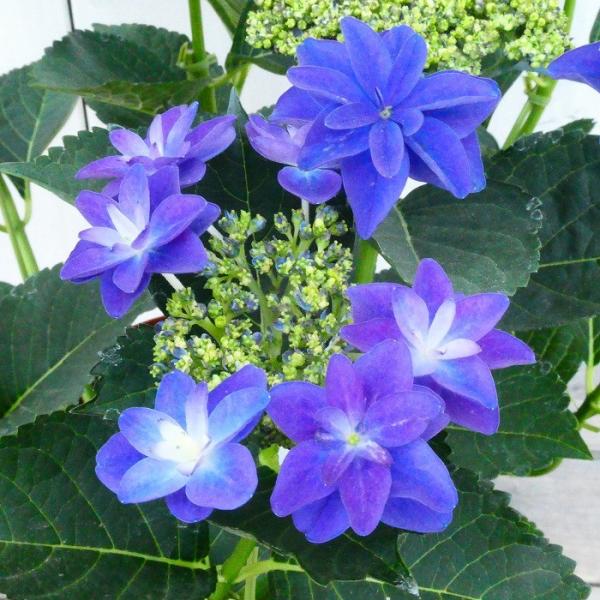鉢植え あじさい ルーリィ 紫星 5号鉢 アジサイ 額咲き 紫 青 山 鉢植え あじさい ルーリィ 紫星 5号鉢 アジサイ 額咲き 紫 青 山