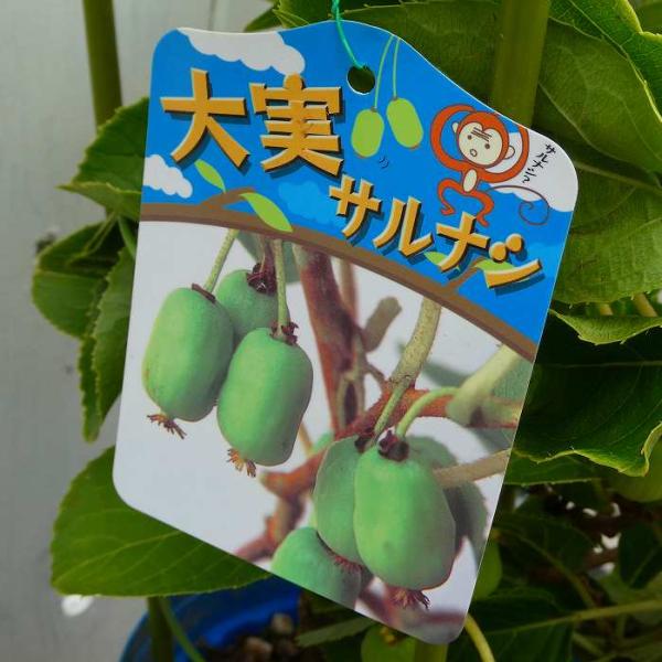 サルナシ 大苗 6号 大実サルナシ 猿梨 山野草 果樹 250626 : お花処 昌