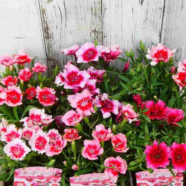 ナデシコ 苗 スーパーパフェ 大輪 なでしこ ピンク花 240827 : お花処