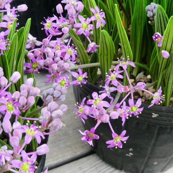 シマツルボ 苗 3号 縞ツルボ 丈夫な宿根草 山野草 ピンク花 2707 お花処 昌山園 通販 Yahoo ショッピング