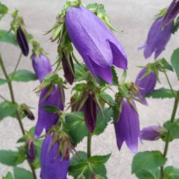 ホタルブクロ 苗 青花 3.5号 蛍袋 カンパニュラ・プンクタータ 山野草