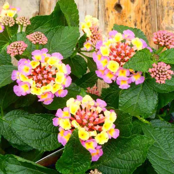 3.5号 七変化 1ポット ラベンダーピンク 苗 ランタナ ランタナ苗　A 花苗 栗原 夏の花 花