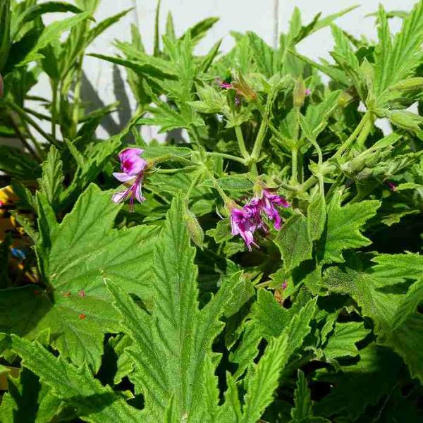 ハーブゼラニウム ナツメグゼラニウム 3 5号 苗 センテッドゼラニウム ハーブ ガーデニング 2628 お花処 昌山園 通販 Yahoo ショッピング