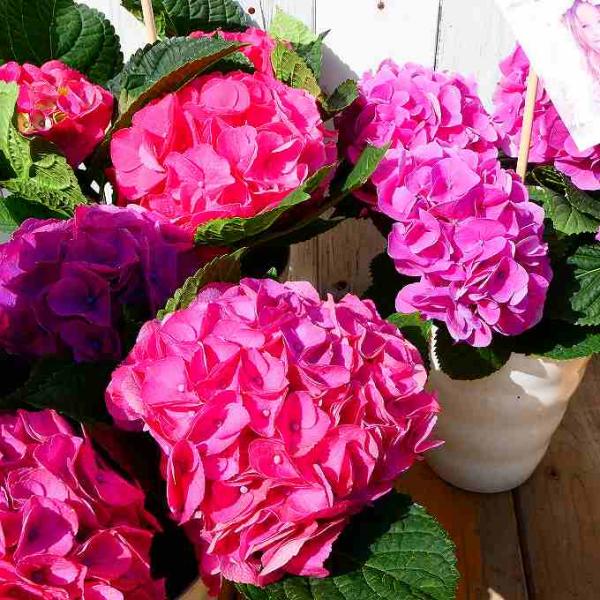 ダージリン! トロールビーズ紫陽花イメージ4個セットハイドランジア