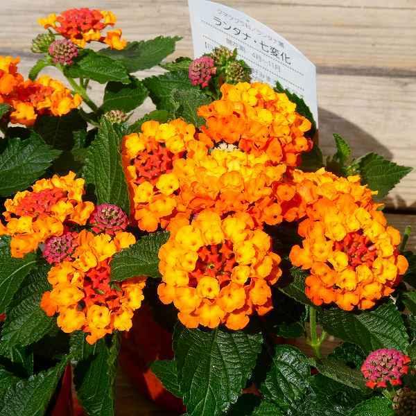 花苗 ランタナ 七変化 オレンジ 3 5号 苗 夏の花 お花処 昌山園 通販 Yahoo ショッピング