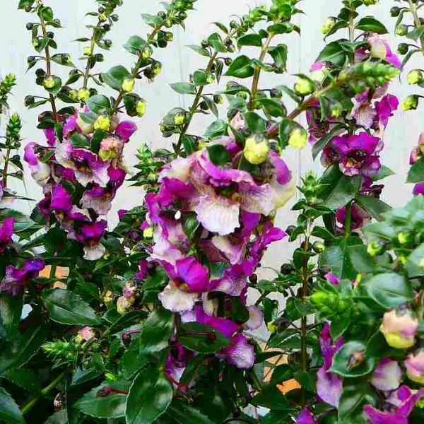 大輪アンゲロニア 苗 ピンク ホワイト バイカラー 3 5号 夏の花 2614 お花処 昌山園 通販 Yahoo ショッピング