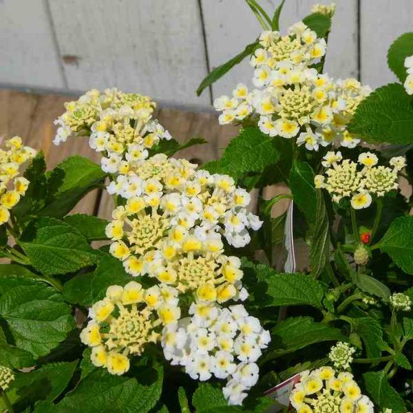 ランタナ 苗 ブルーミファイ ホワイト 3.5号 夏〜秋のお花 花苗 250617