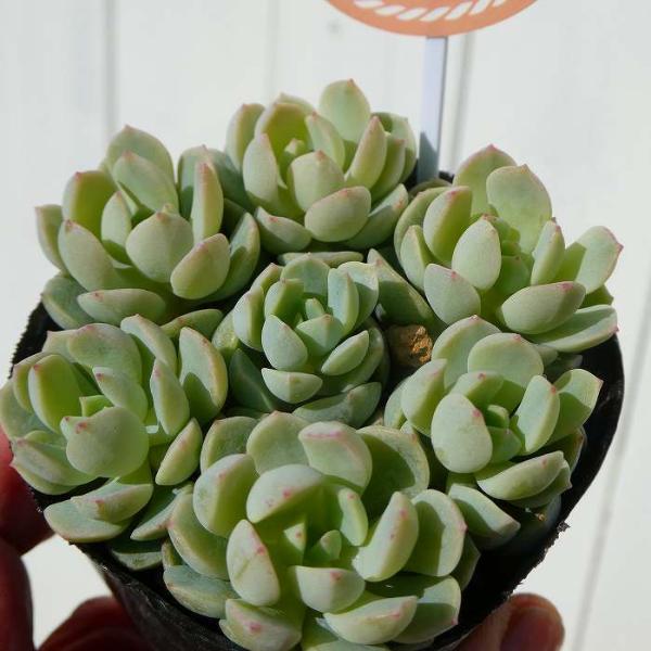 多肉植物 苗 群月花 2.5号 観葉植物 250309 : お花処 昌山園