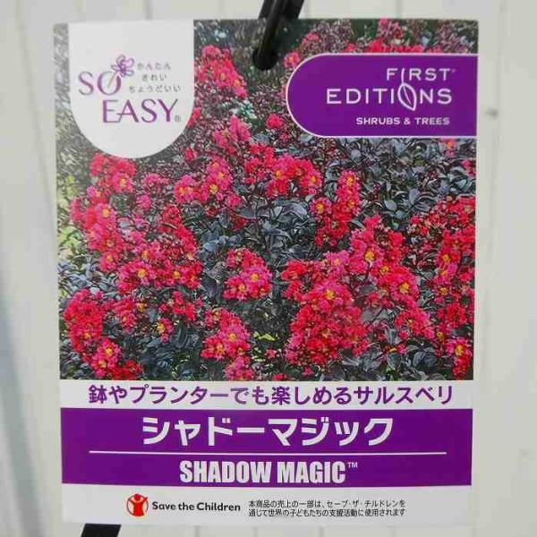 サルスベリ ブラックパール ルージュ 苗木 黒葉 矮性種 さるすべり 庭木 夏の花 花木 20 お花処 昌山園 通販 Yahoo ショッピング