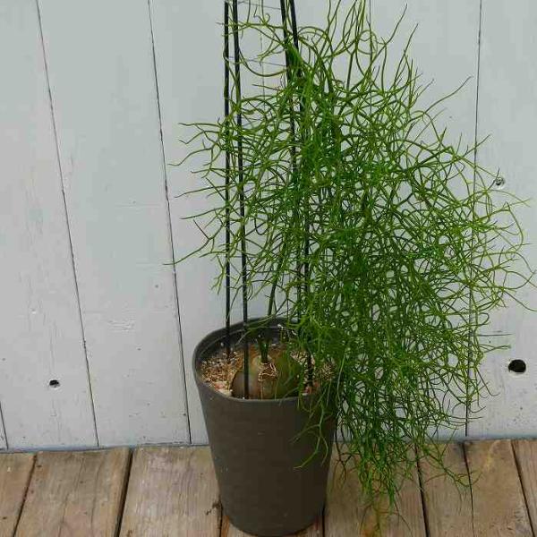 多肉植物 蒼角殿 4 5号 観葉植物 クライミングオニオン ソウカクデン 0525 お花処 昌山園 通販 Yahoo ショッピング