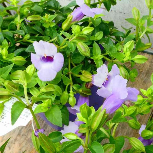 花苗 スーパートレニア カタリーナ ギガランキングｊｐ