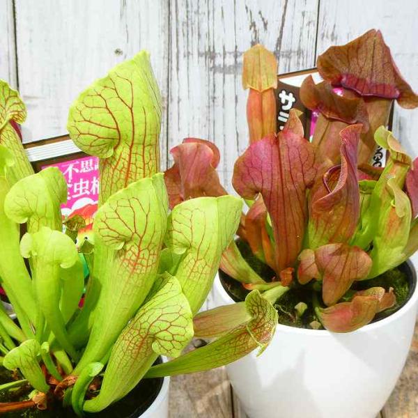 食虫植物　お知らせ用 300116_3.jpg