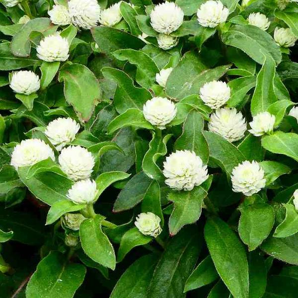 寄せ植え 花苗の価格と最安値 おすすめ通販を激安で