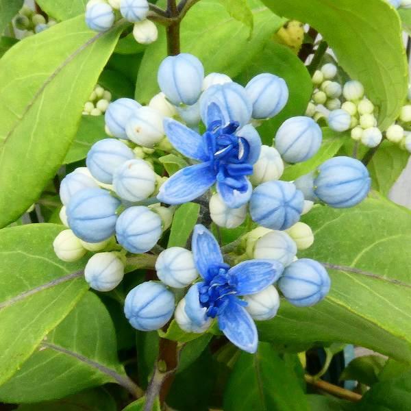 碧の瞳 アジサイ みんな探してる人気モノ 碧の瞳 アジサイ ドリンク 水 お酒