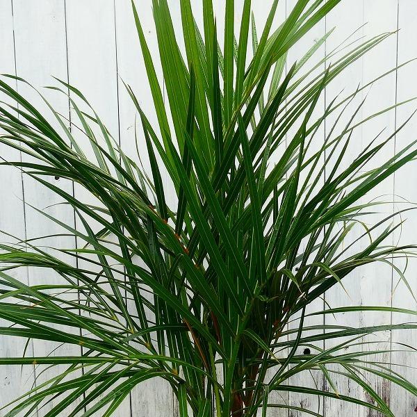 ヤシ ヤシモドキ 苗 5号 観葉植物 230525 : お花処 昌山園