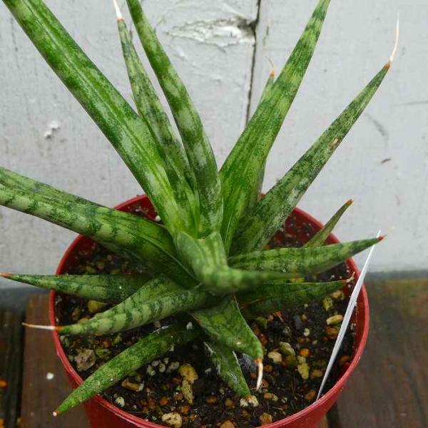 サンスベリア トーチ 2.5号 観葉植物 サンセベリア 鉢植え 斑入り