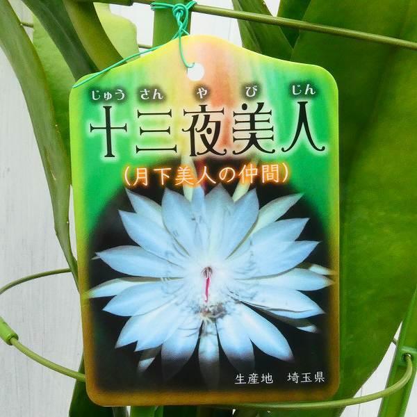 開花株10年物の大株】月下美人 No.2 月下美人