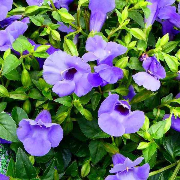 花苗 スーパートレニア カタリーナ ブルーリバー 3 5号 青花 夏の花苗 秋まで咲く 0810 お花処 昌山園 通販 Yahoo ショッピング