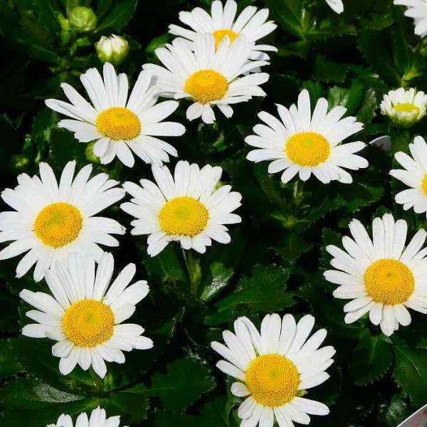 浜菊 苗 ハマギク 3.5号 白花 宿根草 山野草 秋の花 250923 : お花処