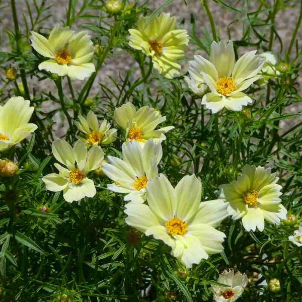 コスモス 黄花 苗 イエローキャンパス 4号 秋桜 秋花壇に 花壇苗