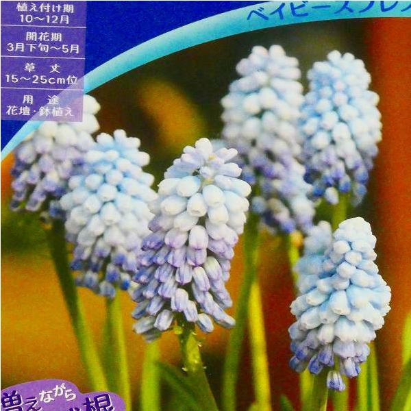 525円 割引も実施中 ムスカリ ミックス 15球 球根 苗 鉢 花 宿根草 山野草 525円 割引も実施中 ムスカリ ミックス 15球 球根 苗 鉢 花 宿根草 山野草