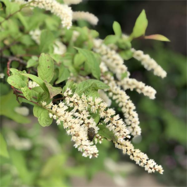 コバノズイナ 5号ポット 苗木 ヒメリョウブ 小葉の髄菜 白花 紅葉する木 落葉樹 庭木 苗木 山野草 茶花 2425 お花処 昌山園 通販 Yahoo ショッピング