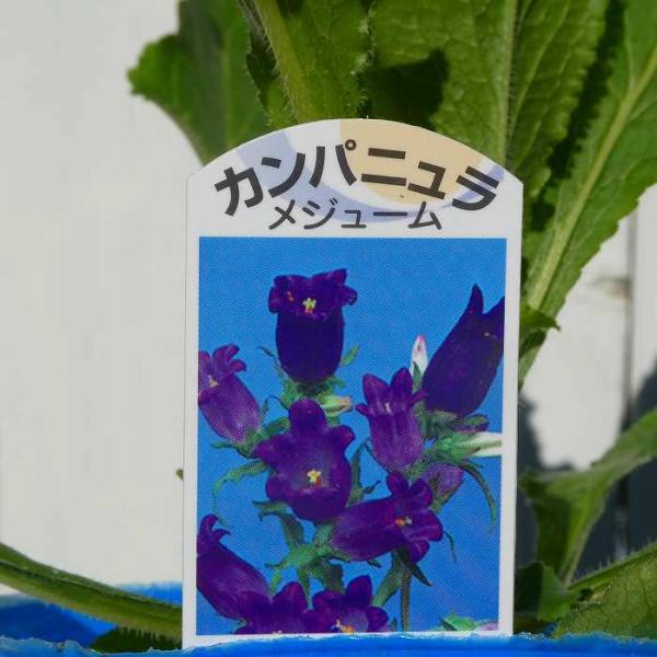 shouzanen_10002912