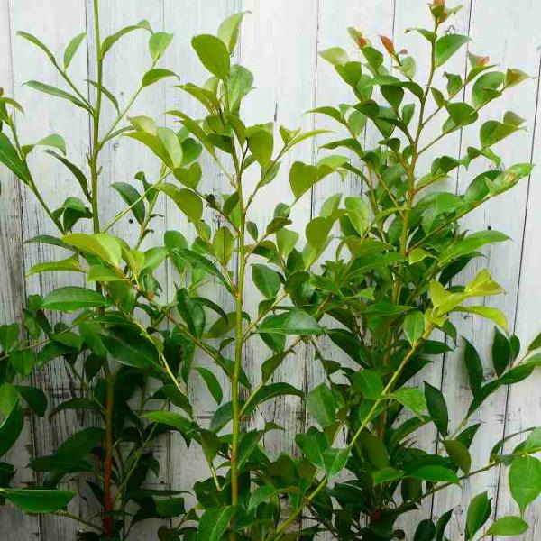 サギソウ。100本苗 花壇苗／ギフト用鉢植えのお花、観葉、多肉の通販専門店