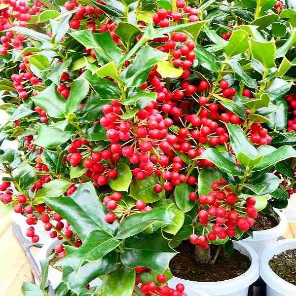 クリスマスホーリー 苗 5号 モチノキ 常緑樹 冬の赤い実 251028 : お花