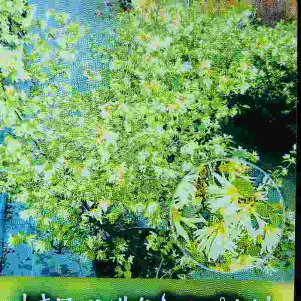 矮性トキワマンサク コンパクタ 矮性種 苗木 5号ポット 白花 常磐万作