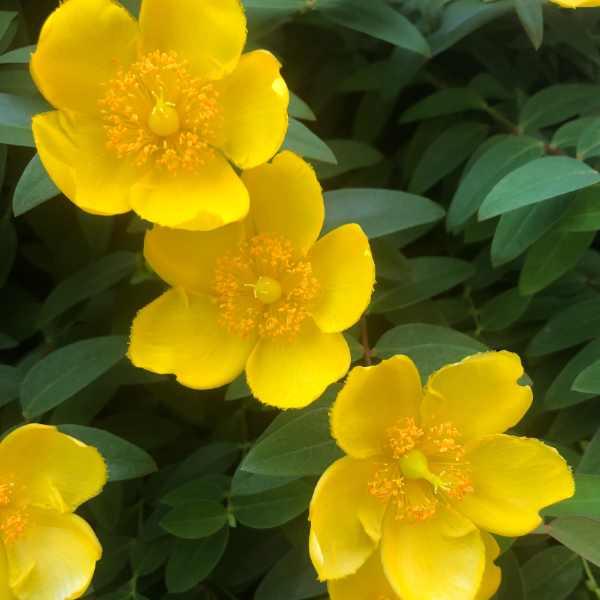 ヒペリカム サンバースト 大株 耐寒性 落葉樹 庭木 低木 黄色の花 初夏の花 宿根草 山野草 2614 お花処 昌山園 通販 Yahoo ショッピング