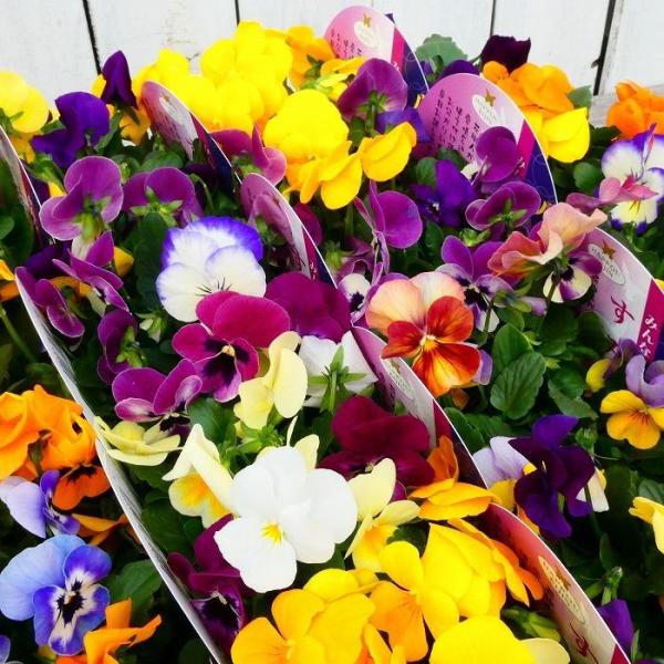 ビオラ『八方美人』の苗、1ポットです。数色のビオラが1ポットにギュッと寄せ植えになっている充実株です。カラフルな寄せ植えや花壇作りに活躍します。花色の組み合わせはポットごとに異なるので花色はお任せとさせて下さい。寒さに強く春まで楽しめます。...