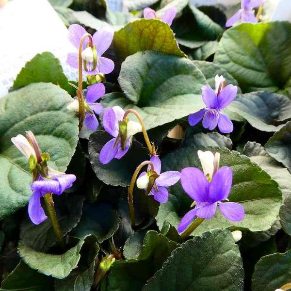 花苗 すみれ 黒葉スミレ ビオラ ラブラドリカ 3 5号 山野草 宿根草 花壇苗 青花 10 29 お花処 昌山園 通販 Yahoo ショッピング