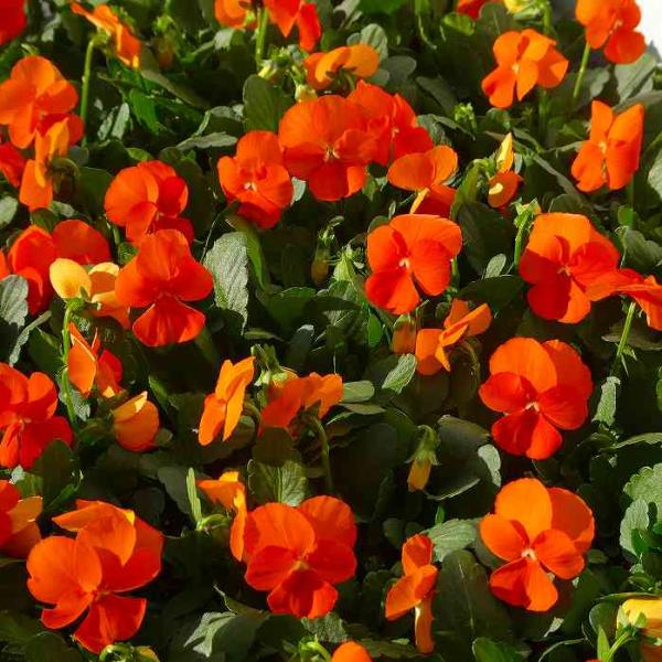 ビオラ『ディープオレンジ』の苗です。濃く鮮やかなオレンジ色の花色です。寒さに強く春まで楽しめます。花壇植え、寄せ植えにして日当たり良い場所に植えて下さい。 ポットの直径は10.5cm（3.5号）です。 2