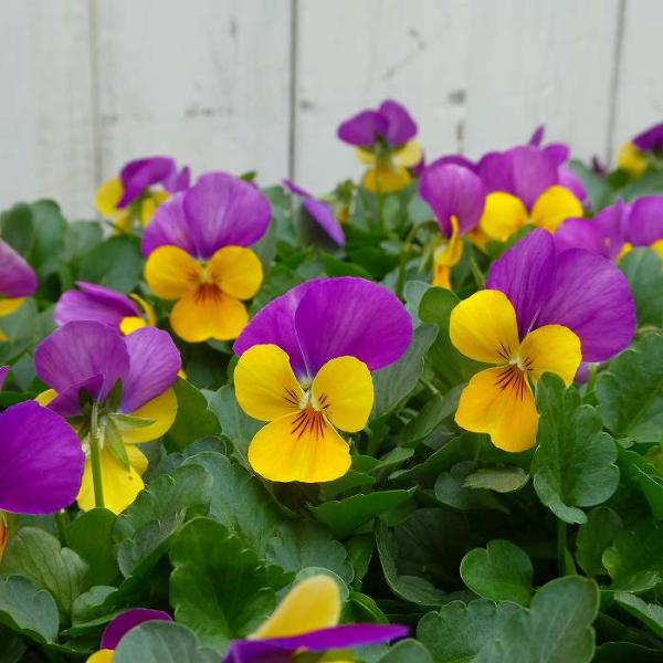 ビオラ『ももか＊うららももか 』の苗です。ラベンダーピンクとオレンジのコントラストがよく目立つ花色です。寒さに強く春まで楽しめます。花壇植え、寄せ植えにして日当たり良い場所に植えて下さい。 ポットの直径は10.5cm（3.5号）です。 2