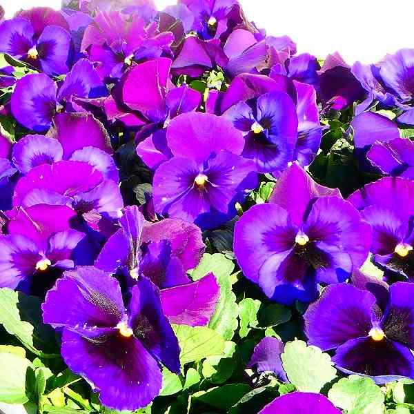 パンジー 苗 ネオンバイオレット 3 5号 紫 青花 冬の花壇苗 お花処 昌山園 通販 Yahoo ショッピング