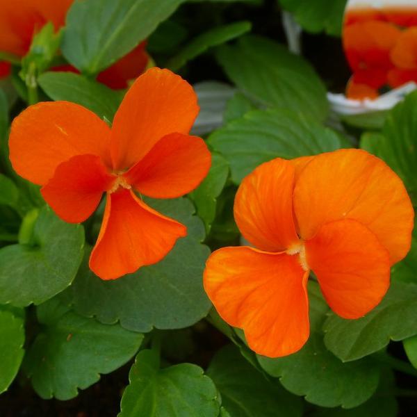 パンジー 苗 よく咲くスミレ マーマレード 3.5号 ビオラ オレンジ 小輪