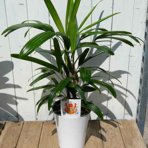 観音竹 青葉 5号鉢 苗 観葉植物 縁起物 お正月飾りにも カンノンチク